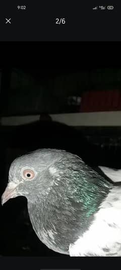 Golden Male only for sale