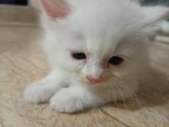 cute fluffy Persian cat 