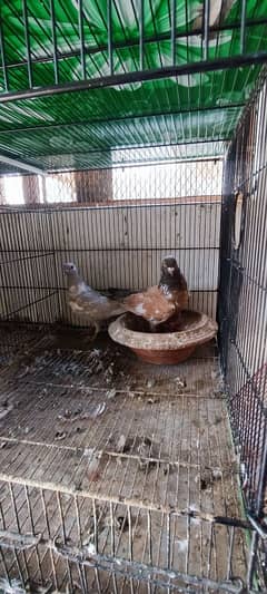pigeons.