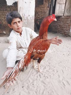 Peela Zahreela Mianwali Aseel murga