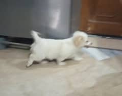 Maltese