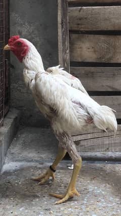 aseel/shamo/ko shamo/Hens males for Sale in reasonable price