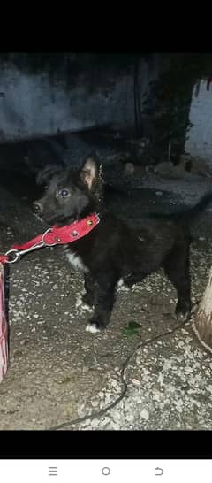 black German shepherd