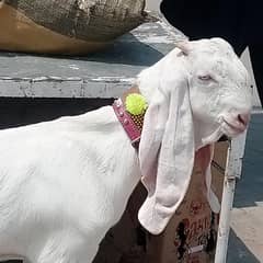 Desi Bakra for sale