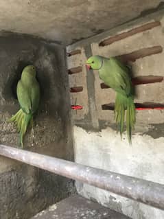 Ringneck