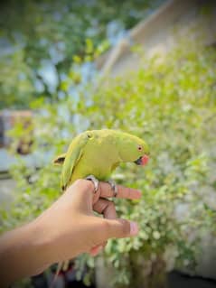 Green parrot available For sale Age 2 years