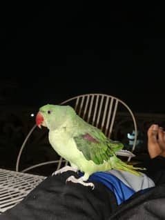 alexandrine