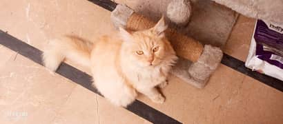 female Persian 2 years old