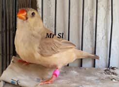 mutation