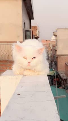 Persian white cat