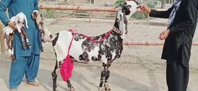 2 Bacchon Ka Sath Desi Bakri For Sale /CALL,03278290878/