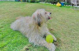 family dog