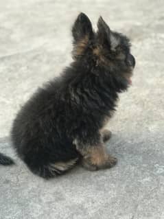 5 females for sale