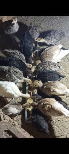 turky birds for sale