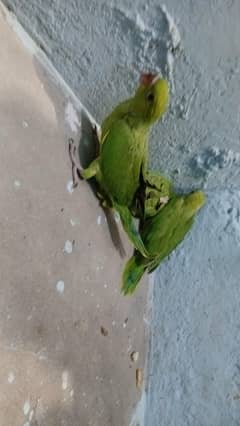 Ringneck Chicks For Sale