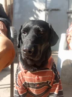 black labrador female dog