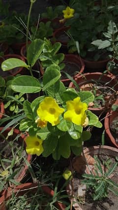 Alamanda plant with pot