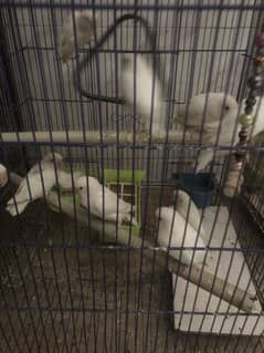 Albino red eye