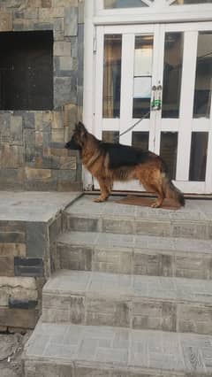 2 females german shepherd for sale on urgent basis