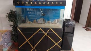 fish aquarium