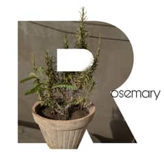 Rosemary & imli with pots (many more)
