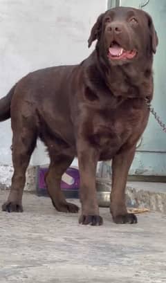 Chocolate Labrador female available
