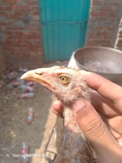 Aseel mia wali pathi high quality