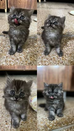 persian kitten