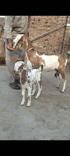 bakrid