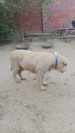 Labrador dog ha buht hi samjh dar or bat manany wala