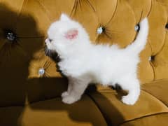 perisan kitten for sale