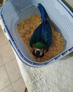 blue