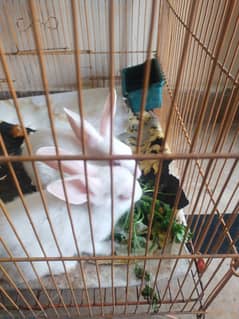 rabbit
