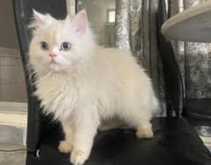 Fully vaccinated Persian white female, 11 months old, blue eyes