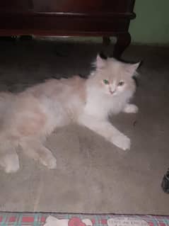 friendly cat h 11 month age h  femail h