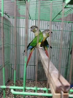 green cheek conure red factor pair for sale with cage
