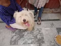 Poodle