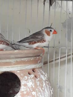 finches
