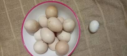 peacock fertile eggs moor ka andy