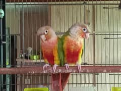 High red  conure |  pair | available