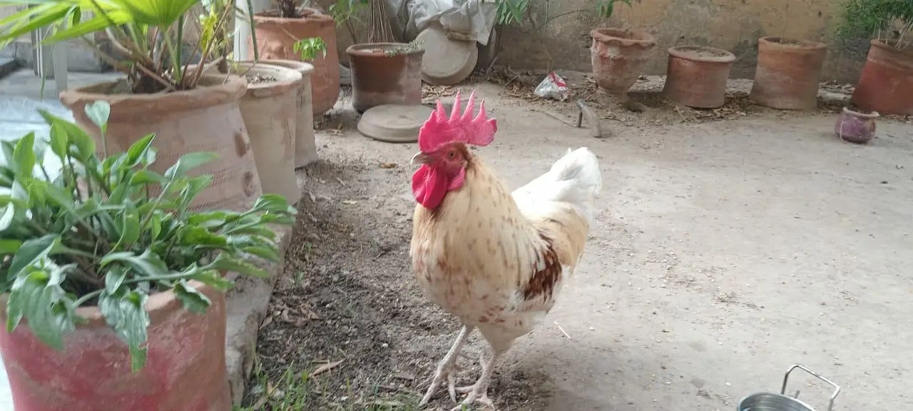 Fat Rooster