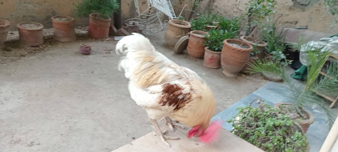 Fat Rooster 1