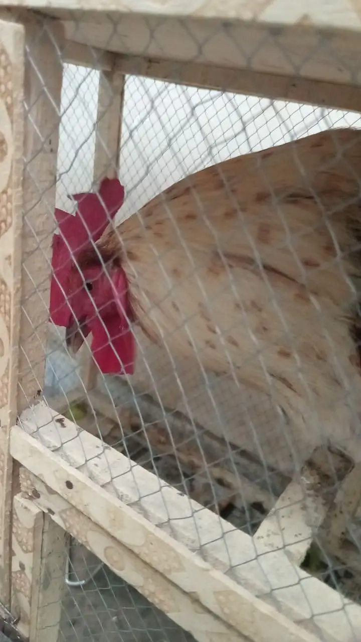 Fat Rooster — photo 3