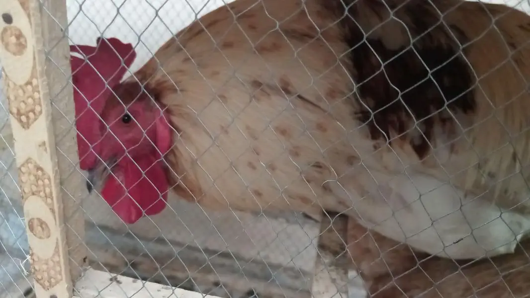 Fat Rooster — photo 4