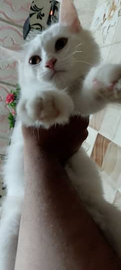 Percian