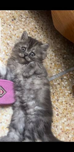 baby cat