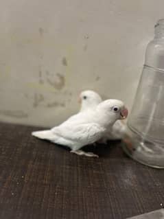 albino