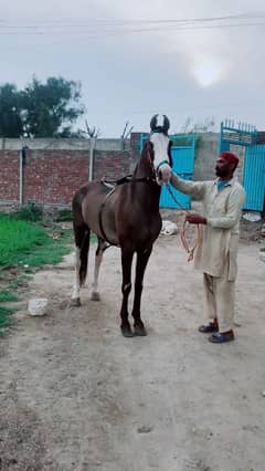 pure desi horse
