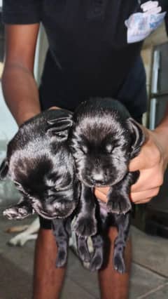 Labrador puppies