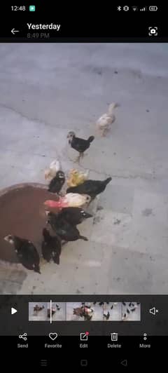 Austrolop chiks for sale location peshawar cargo possible age 55 days